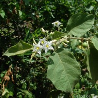 Solanum torvum Sw.